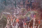 Swamp6_2003.JPG (273622 bytes)