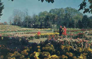 THOMASFLOWER.JPG (69122 bytes)