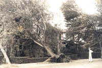 UprootedTrees.jpg (131084 bytes)