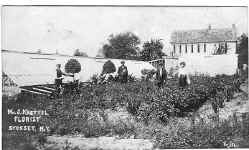 knettel_florist-n.jpg (120141 bytes)